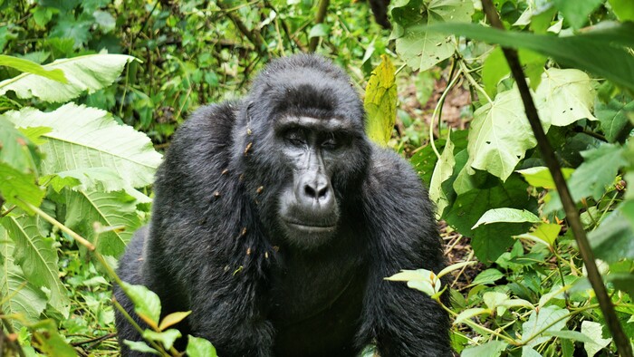 Uganda – po stopách horských goríl aj ďalších divokých zvierat