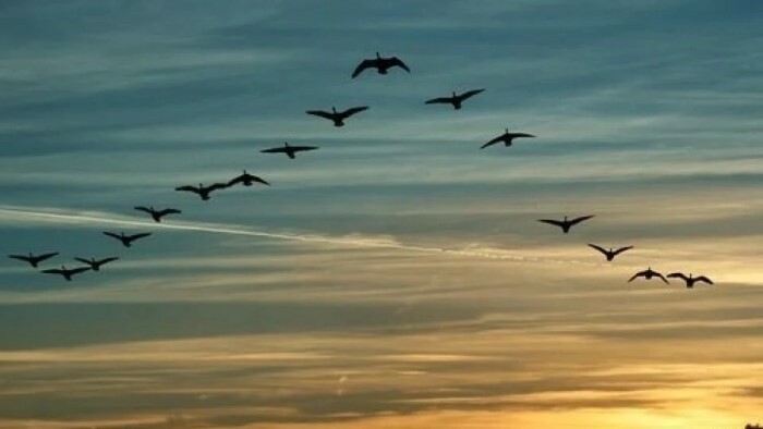 Los gansos nórdicos, árticos o siberianos atraviesan el cielo eslovaco