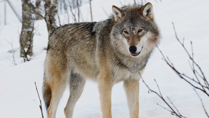 Umstrittene Regulierung der Wolfsbestände