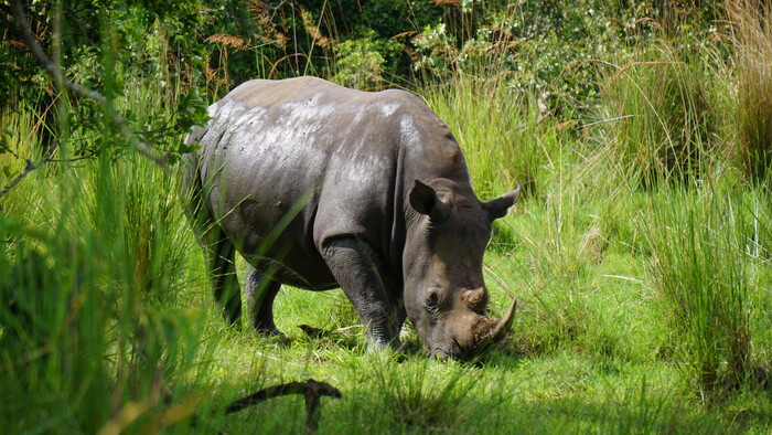 Ziwa Rhino Sanctuary_nosorozec1.JPG