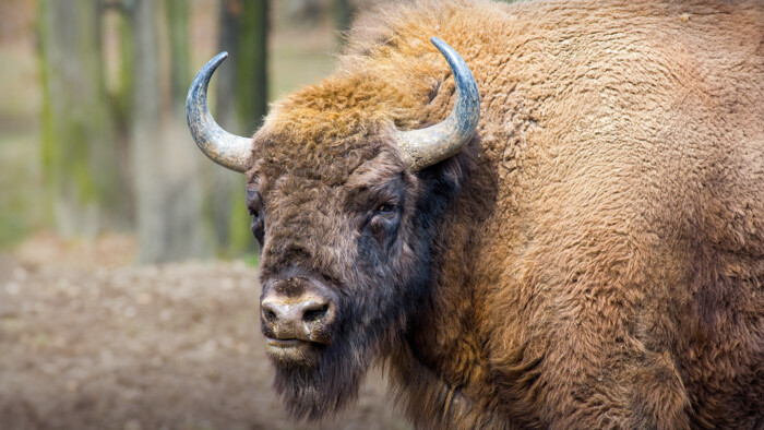 Zubor: Európsky bizón