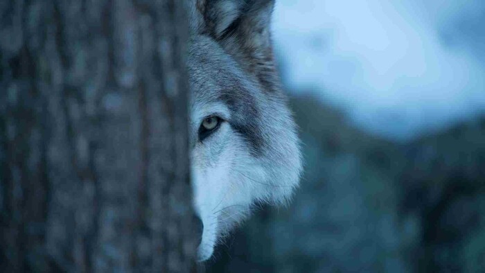 Vlk samotár prekonal rekordnú trasu naprieč Európou