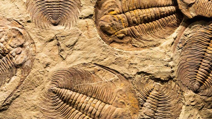 Unikátna fosília je podvod 