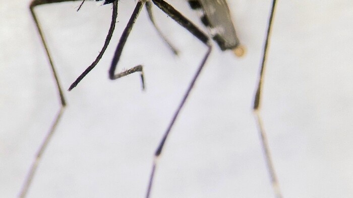komár Aedes albopictus_foto_BMC SAV.JPG