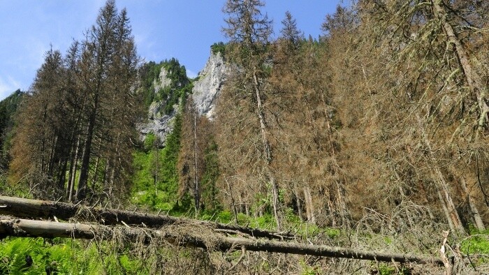 Iniciatíva My sme les upozornila na necitlivú ťažbu v Kôprovej doline