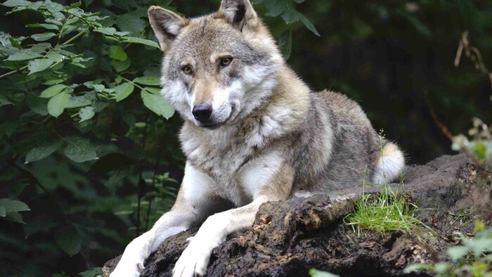 Koľko vlkov žije na Slovensku? 