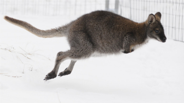 Потерявшийся кенгуру пережил липтовскую зиму