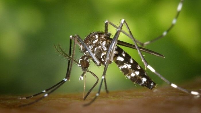 Bratislavu zrejme ohrozuje invázny komár tigrovaný