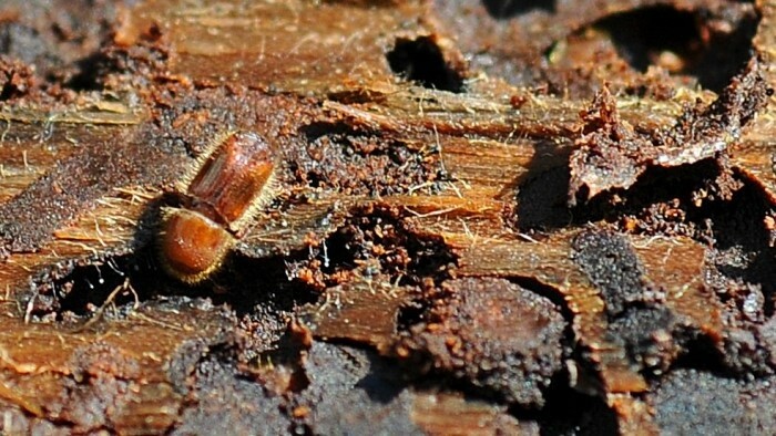 Bark beetle is an emergency in upper Hron area