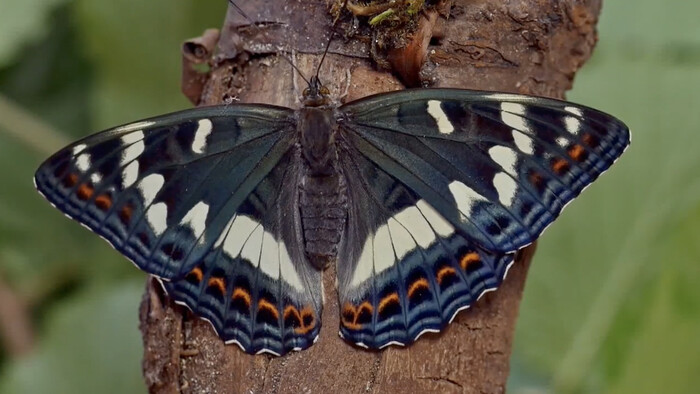 Motýle Slovenska - Mokrade a rašeliniská