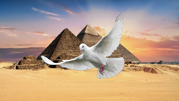 Desaťtisíce zabitých holubov! Obetovali ich kvôli faraónovi?