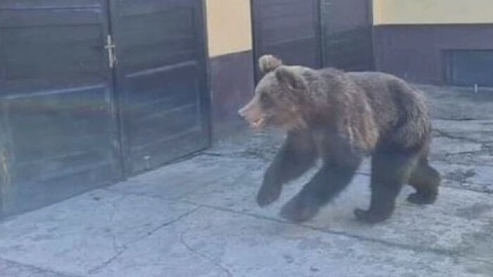 Un cachorro macho abandonado de oso pardo amenazó a los habitantes de Liptovský Mikuláš
