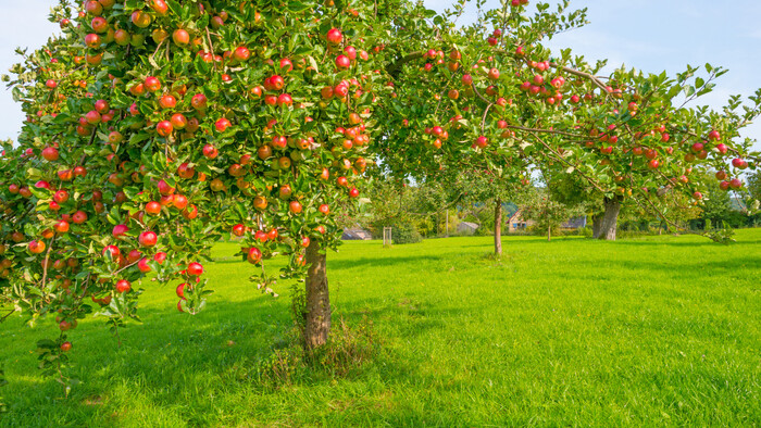 Cestu na vrch Záruby pri Smoleniciach skrášlia ovocné stromy