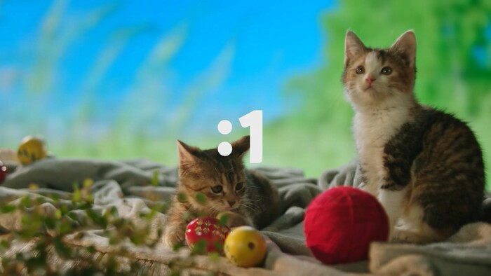 Aj tieto rozkošné mačiatka uvidíte počas Veľkej noci na obrazovkách RTVS