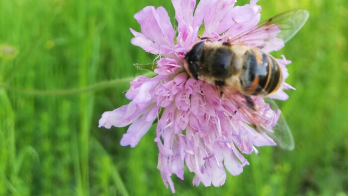 Opeľovače včely, čmeliaky a motýle chémia ničí. Využite pivo a srvátku