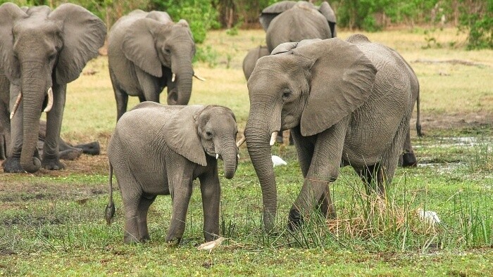V Botswane prudko vzrástol počet slonov vďaka ich ochrane 
