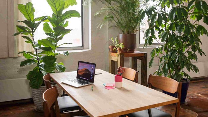 Rastliny v kancelárii