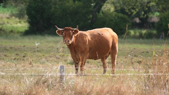 Dánske kravy s menšou produkciou metánu
