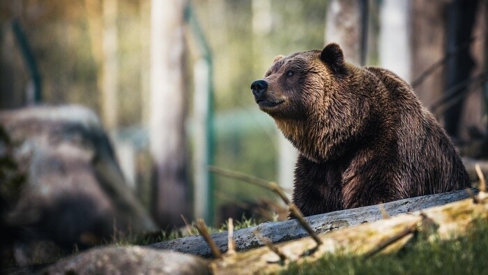Kto zaženie medveďa späť do lesa?  