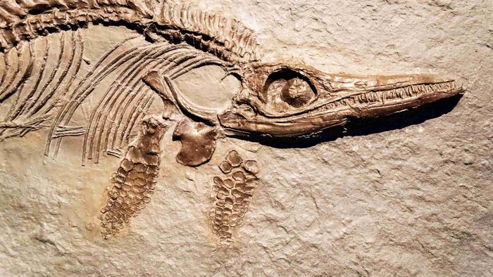 Najväčší ichtyosaurus akého poznáme