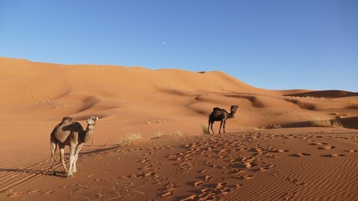 Sahara bola miestom pasienkov a vody 