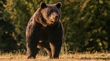 Romania Bear Killed Austrian Prince481089.jpg