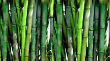 bamboo-20936_640.jpg