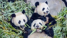 bambus-pandy-TASR