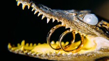 Suvenír - krokodíl a prstene