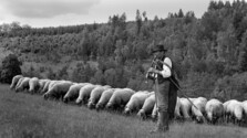 Martin Sanitrár s ovcami.jpg