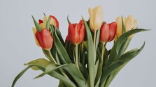tulipany 16x9.jpg