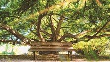 lavička-strom-pixa