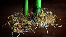 pestovanie-hydroponické-pixa