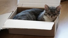 mačka-v-krabici