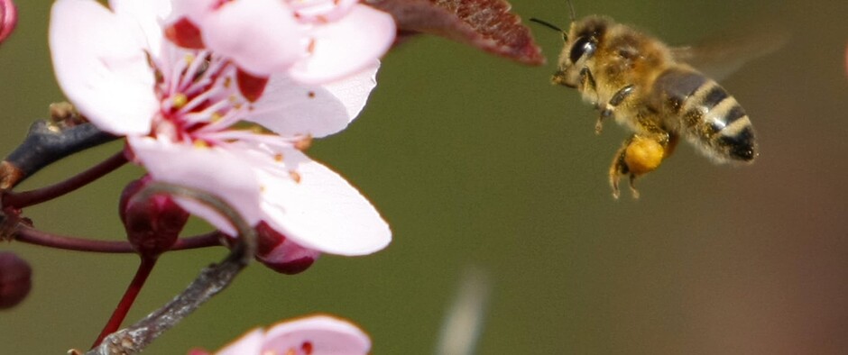 Opeľovače včely, čmeliaky a motýle chémia ničí. Využite pivo a srvátku