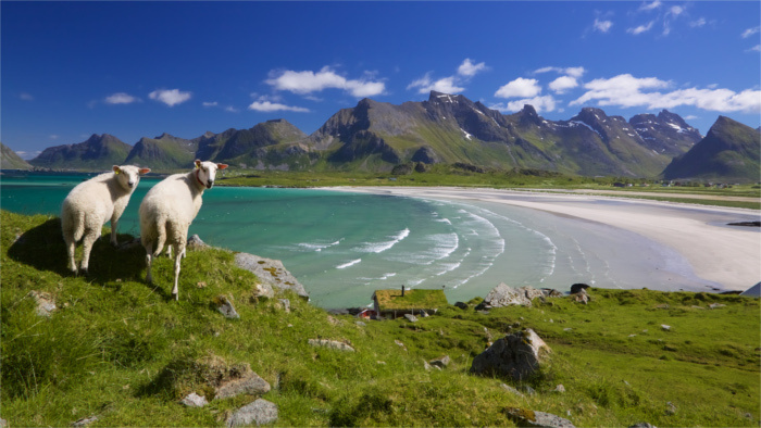 norsko priroda ovce_Tomáš Gríger.jpg