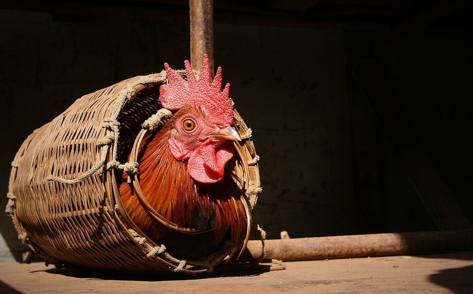 rooster-in-the-basket-4416134_960_720.jpg