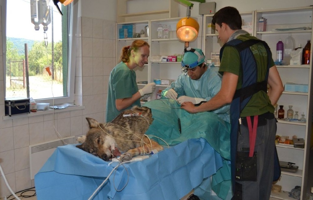 zoo Bratislava - Andrej Barta - operacia vlka vyrez.jpg
