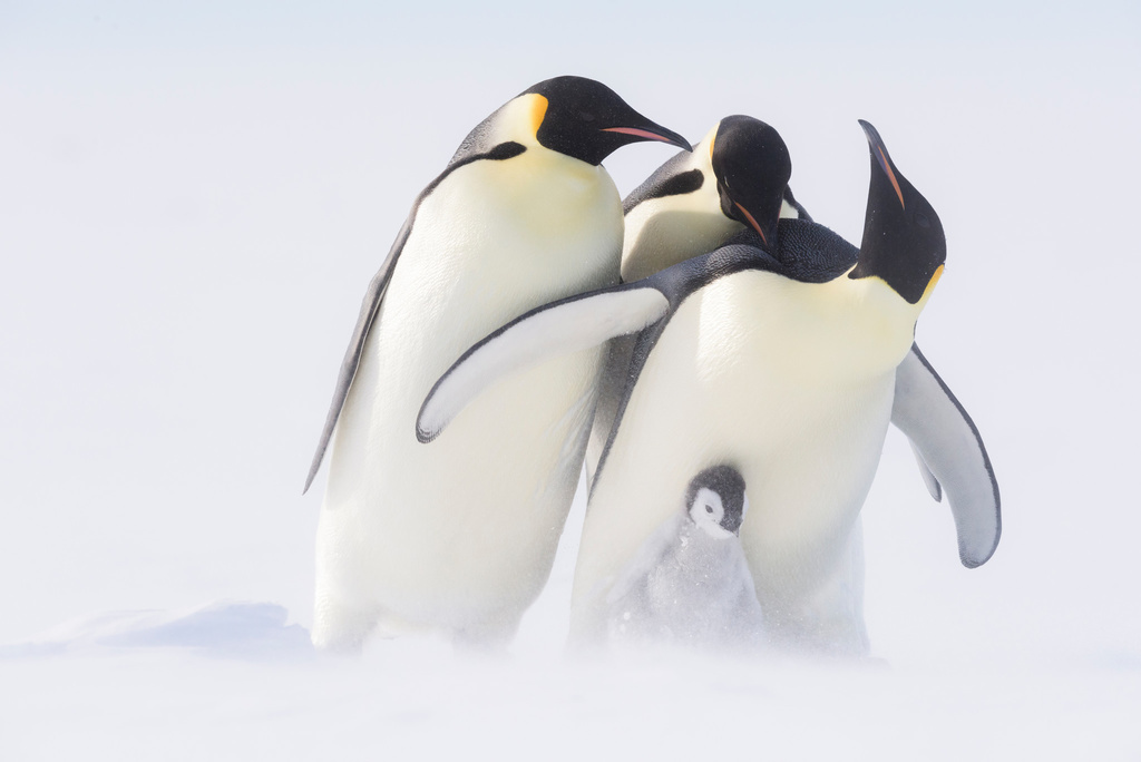 Dynastie tučniaky