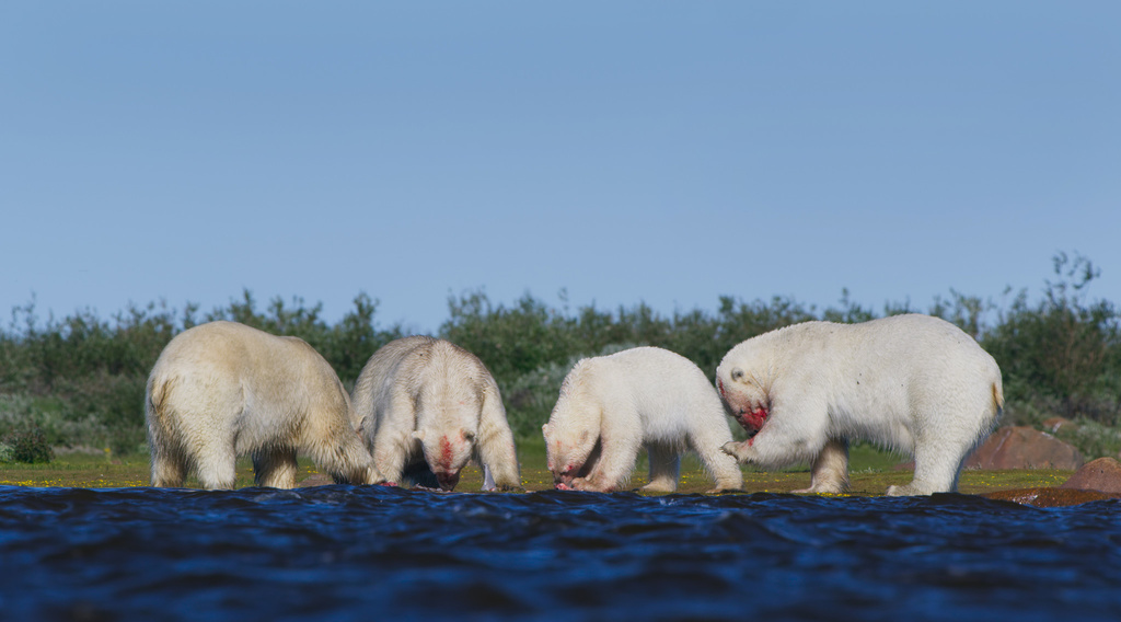 štyri medvede biele jedia mäso na pobreží