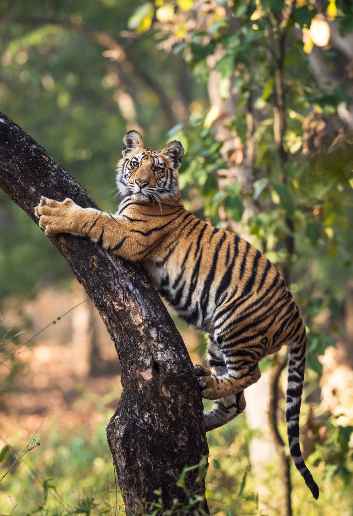 tiger na strome