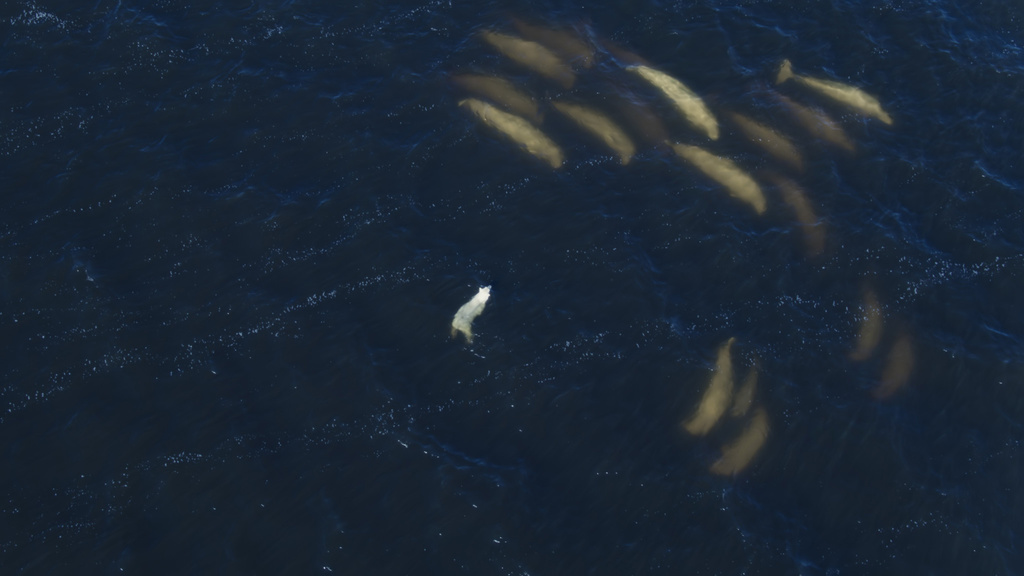 medveď biely pláva v zálive počas lovu na veľryby bieluhy žltobiele
