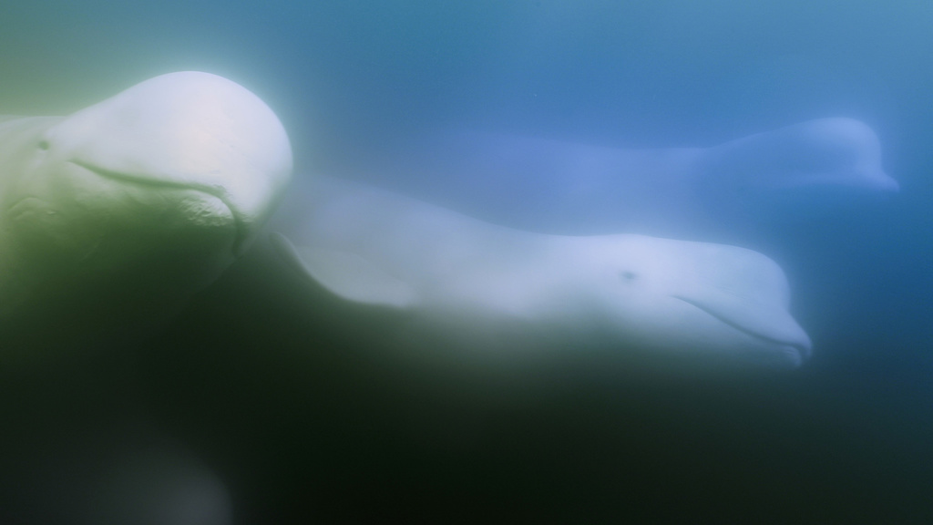 skupinka veľrýb bieluh žltobielych pláva v oceáne