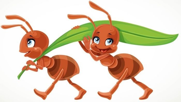mravcee.jpg