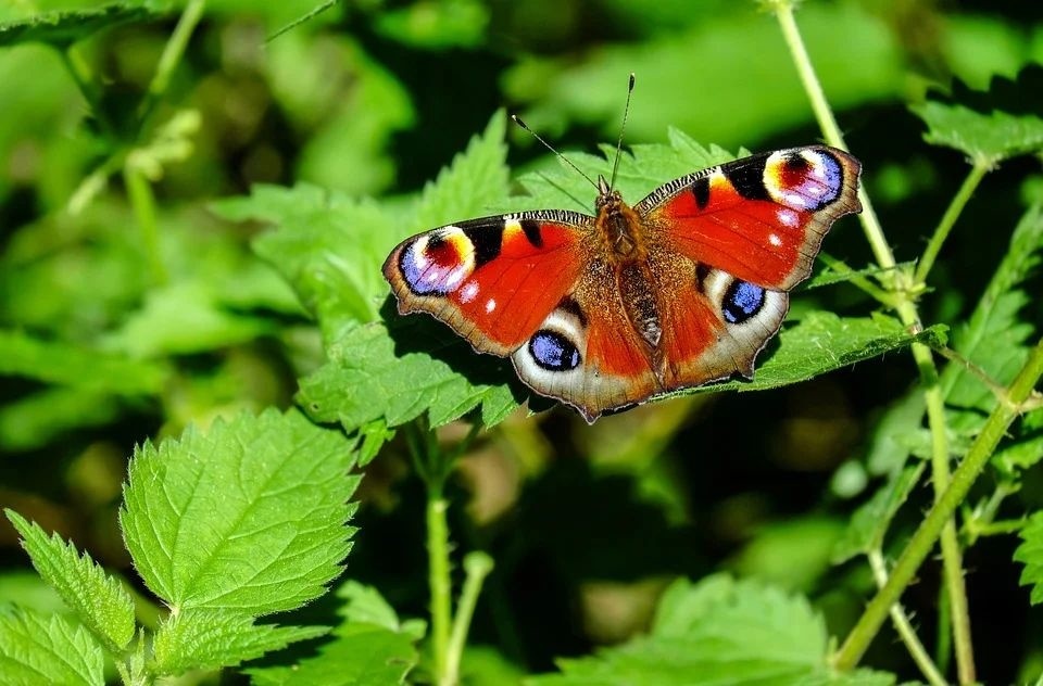peacock-butterfly-1655724_960_720.jpg