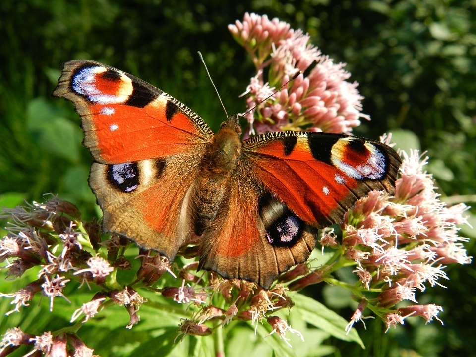 butterfly-176156_960_720.jpg