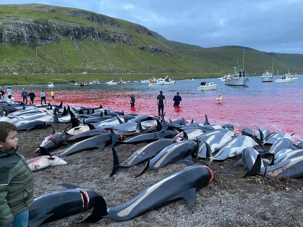 Zabili viac ako 1400 delfínov!