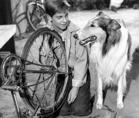 Lassie_and_Tommy_Rettig_1956.JPG
