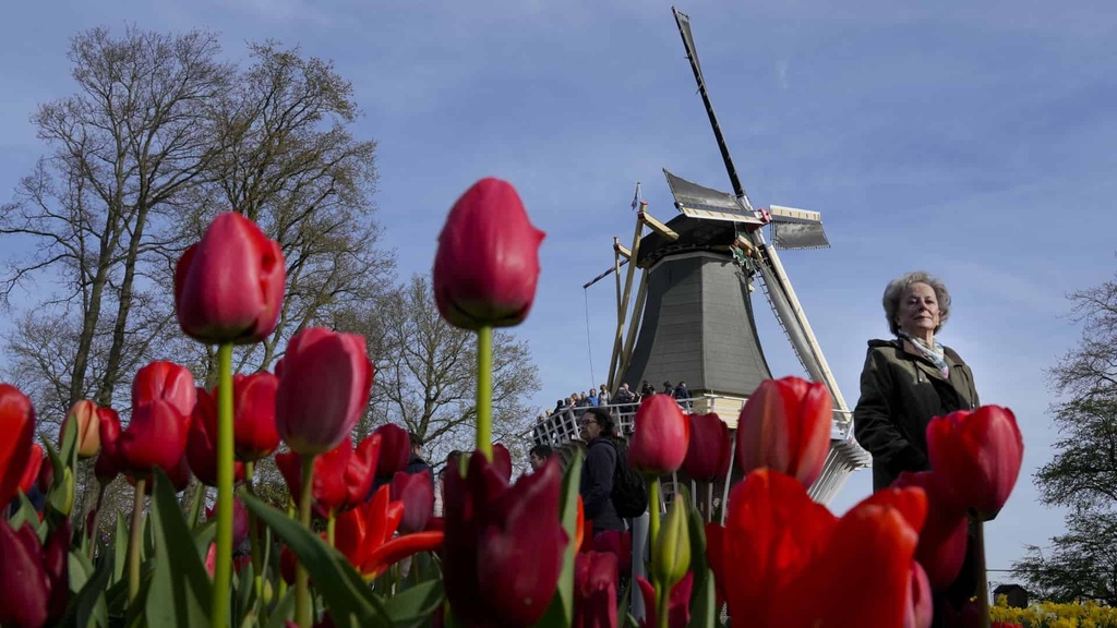 tulipány-Holandsko-TASR