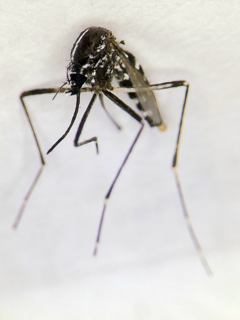 komár Aedes albopictus_foto_BMC SAV.JPG